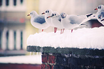 Mouettes enneigees