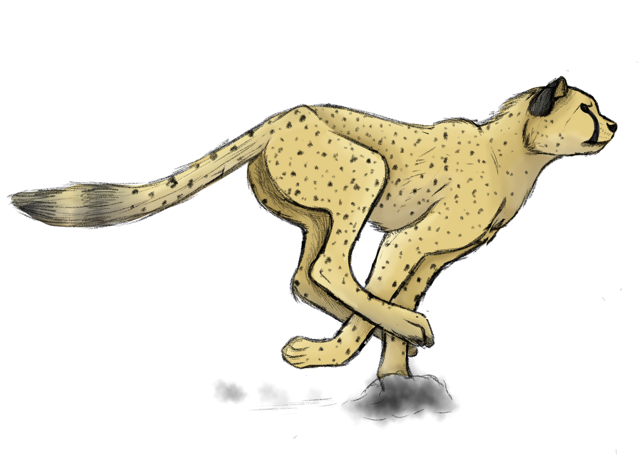 Cheetah Running Study