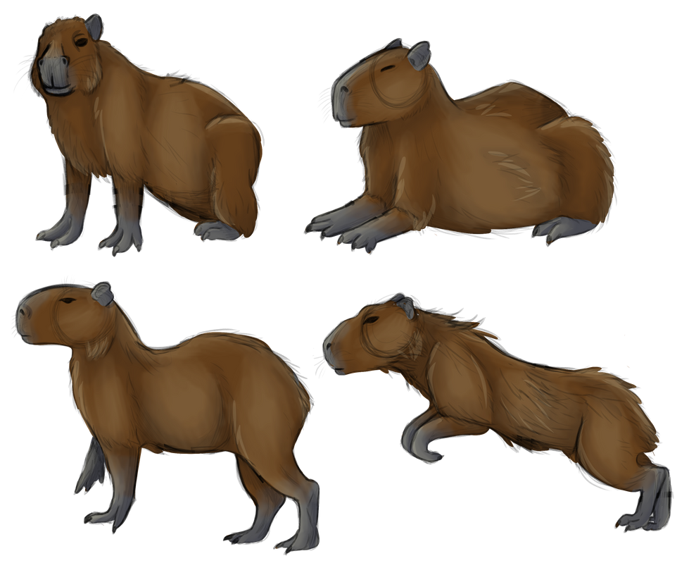 Capybara Colour Animal Studies by skullzthewolf on DeviantArt