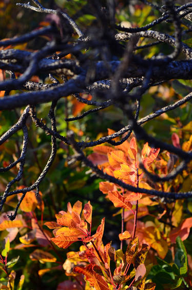 DSC 0501 Autunno sul Carso 2