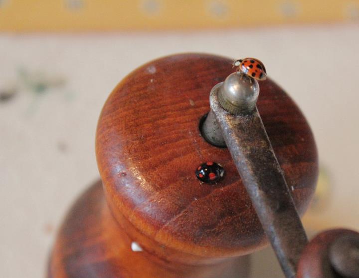 Lady Beetle And Anti-lady Beetle