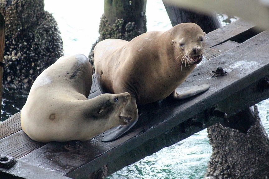 Seals at Monterey