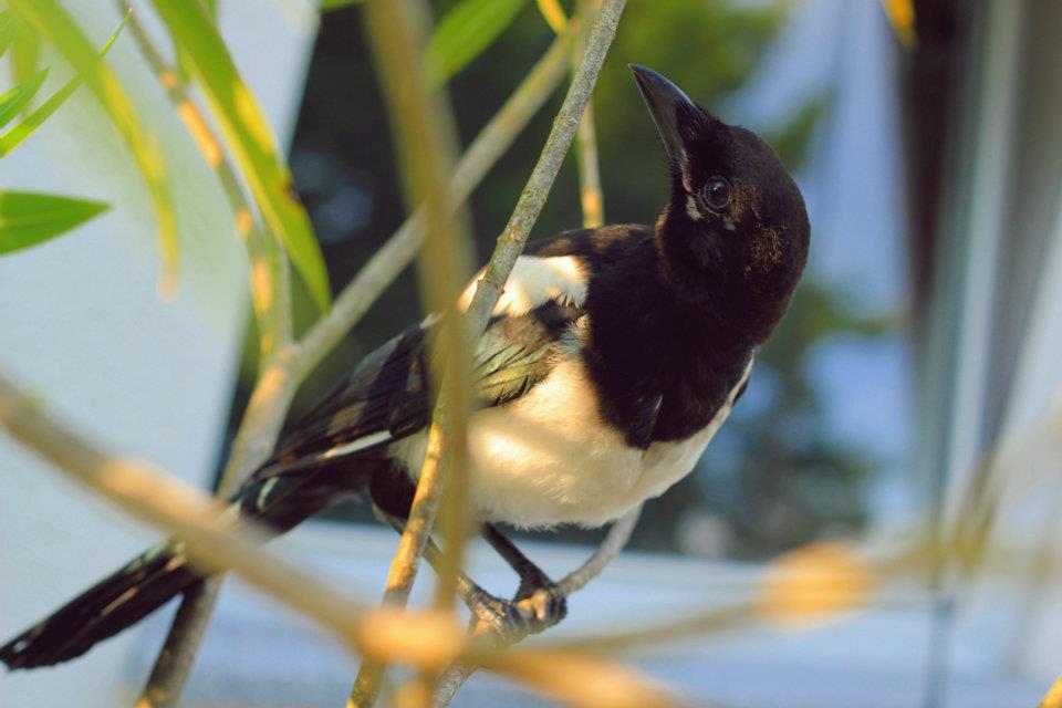 Magpie