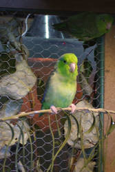 parakeet