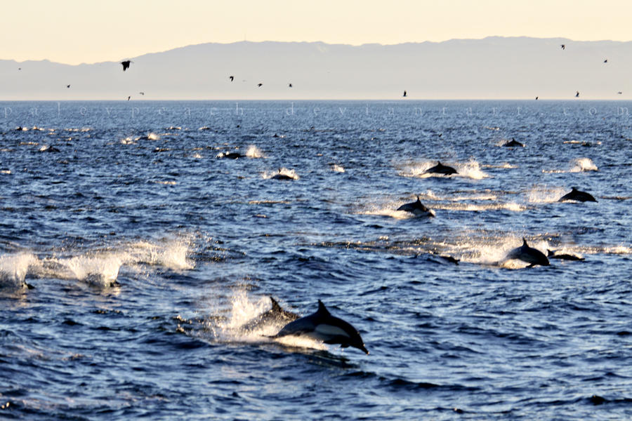 Common dolphins