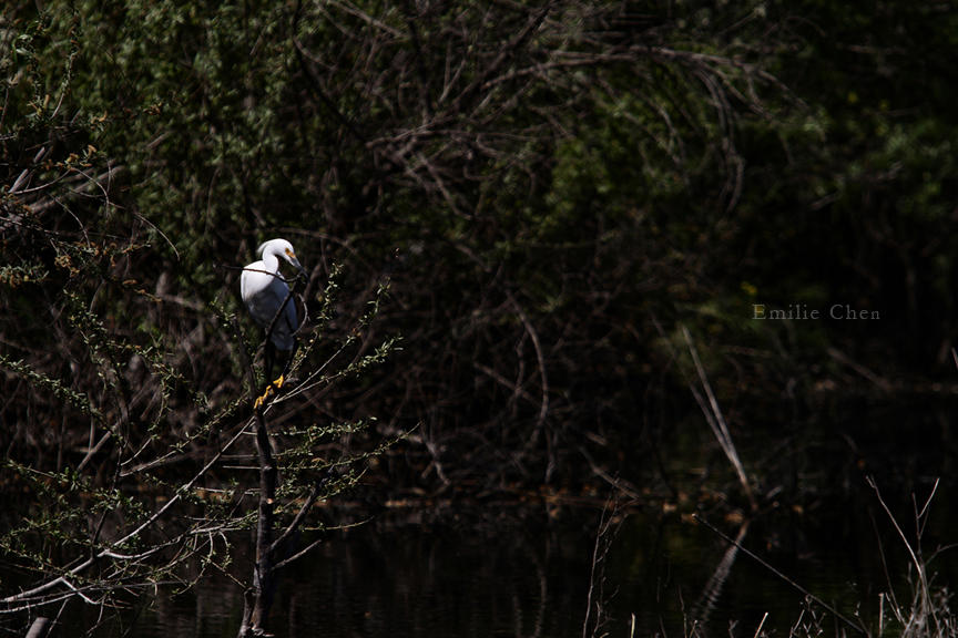 13.04.26 Snowy Egret 01