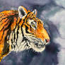 A Siberian Tigress