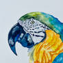 The Blue and Gold Macaw Parrot