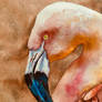 Portrait of a Flamingo #2