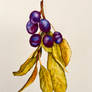 Study of Grapes