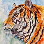 Sketch of a Tiger