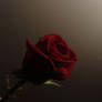 Rose 2