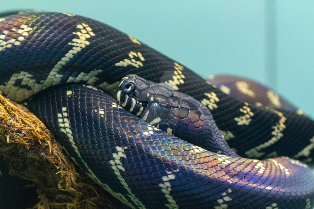 Boelen's Python by VampiressElsie on DeviantArt