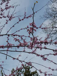 Flowers in tress again