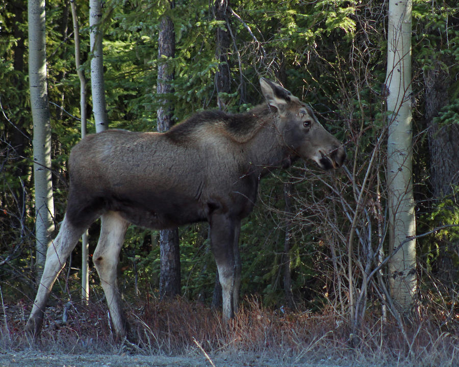 Young Moose by AlaskaPhotoSports on DeviantArt