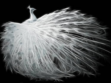 White Peacock