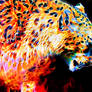 Burning leopard