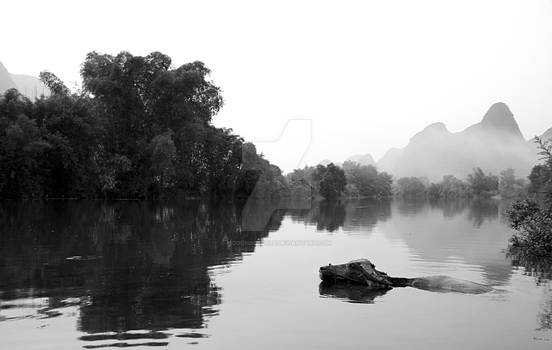 Water Buffalo