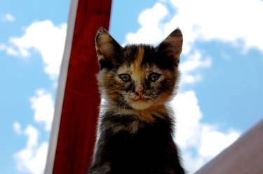 Kitten with Freckles