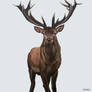 Stag