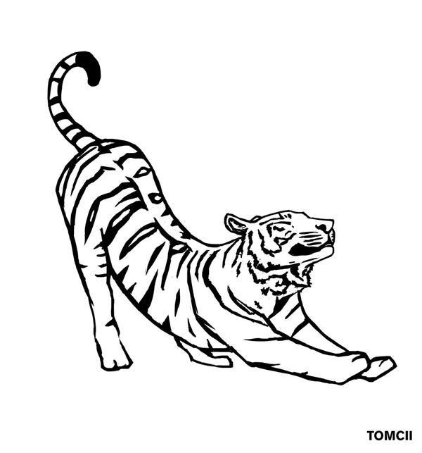 Tiger Sketch by Tom-Cii on DeviantArt
