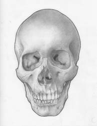 Skull Sketch