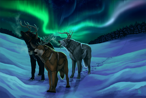 Under the northern lights