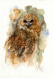 Fishing owl