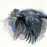 Rook