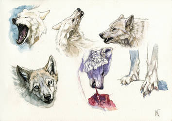 Wolves doodles