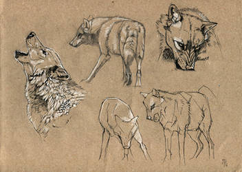 Wolf study