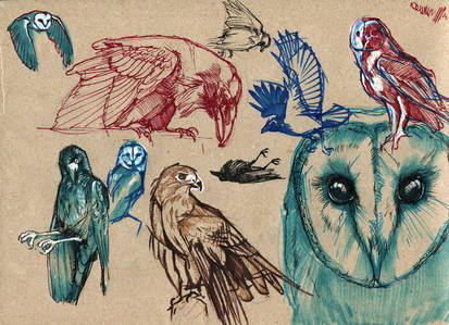 Birds doodles