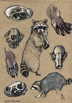 Racoon - 100animals100days by wolf-minori