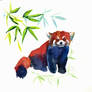 Red panda - 100animals100days