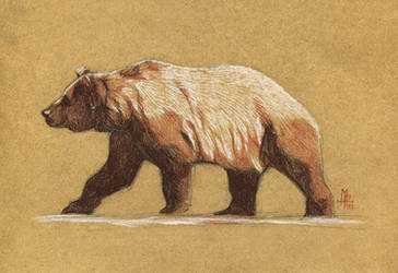 Bear - 100animals100days by wolf-minori