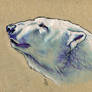 Polar bear - 100animals100days