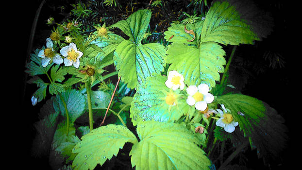 Strawberry flowers