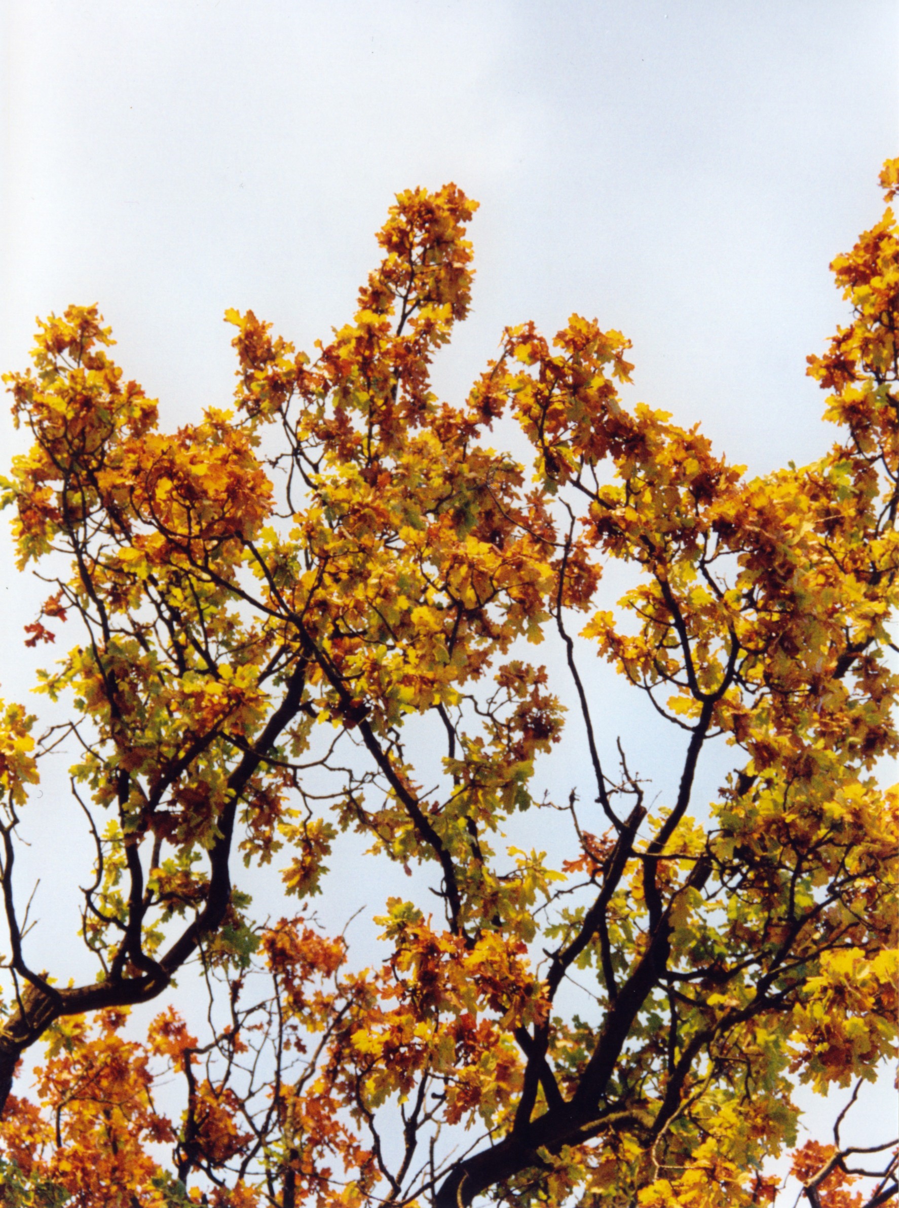 Golden oak leaves