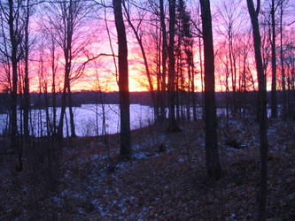 Fall Sunset Forest