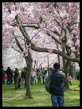 Cherry Blossoms II