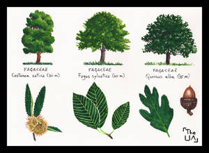 Tree Study - Broad Leaved 8