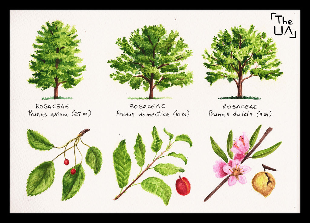 Contoh Broadleaf Tree Study - Broad Leaved 17 by Myrieen on DeviantArt