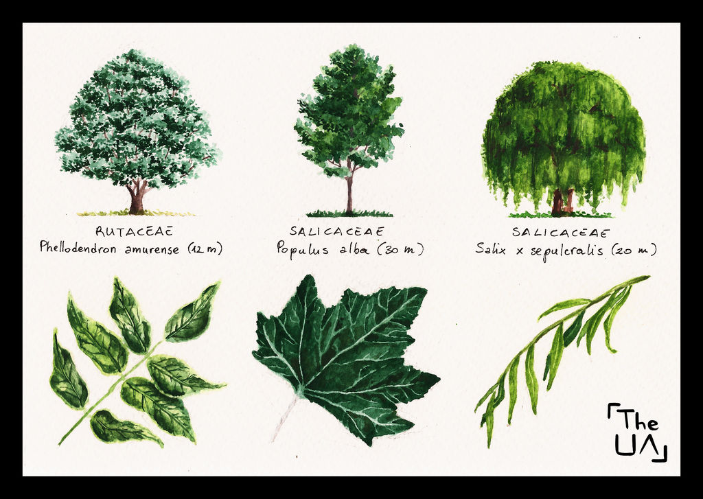 Contoh Broadleaf Tree Study - Broad Leaved 19 by Myrieen on DeviantArt