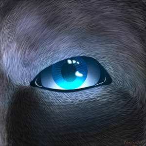 Fur And Eye Practice