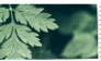 Plant Stamp 2