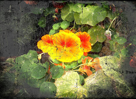 Nasturtium