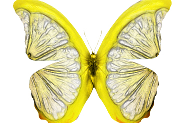 Lemon Butterfly