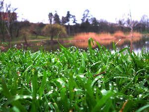 Spring Grass