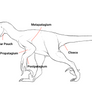 Dromaeosaurid Soft Tissue Chart