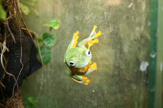 Indonesian flying frog